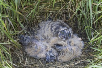 Short-eared owl (Asio flammeus) (Asio accipitrinus) chicks in nest on the ground in grassland