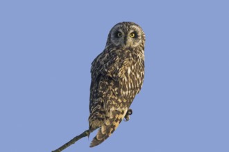 Short-eared owl (Asio flammeus) (Asio accipitrinus) perched in tree