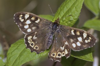 Speckled Wood (Pararge aegeria) on leaf