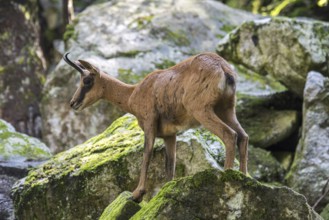 Pyrenean chamois (Rupicapra pyrenaica) foraging among rocks on mountain slope in the Pyrenees