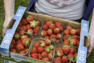 Horticulturist holding carton with plastic boxes with cultivated strawberries (Fragaria), Belgium,