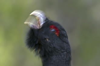 Western capercaillie (Tetrao urogallus) close up portrait of male, cock calling during the breeding