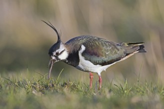 Northern lapwing (Vanellus vanellus) male foraging in meadow and eating earthworm, worm in spring