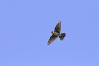 Eurasian skylark (Alauda arvensis) singing in flight against blue sky in spring