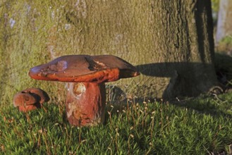 Dotted stem bolete (Boletus luridiformis)