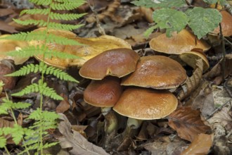 Jersey cow mushroom (Suillus bovinus)