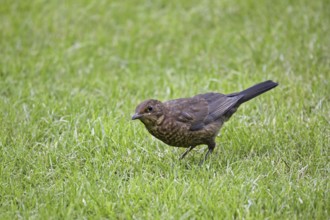 Juvenile common blackbird (Turdus merula) on lawn in garden