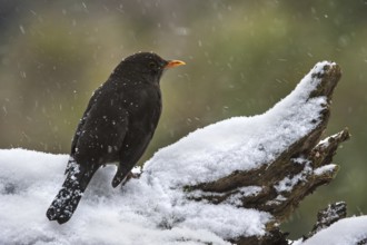 Common Blackbird (Turdus merula) perched on tree stump in the snow in winter