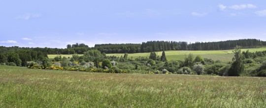 Broadleaf and coniferous forest with pine trees, meadow, pastures and hay fields at Vlessart, in