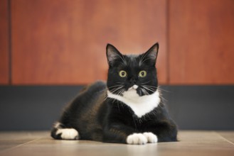 Close up of tuxedo cat, bicolor domestic cat with a white and black coat resting on the floor in