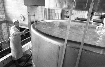 Cheese production at the Westmilch company on 22.05.1980 in Extertal near Herford, Germany, Europe