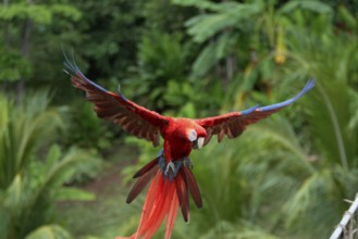 Scarlet Macaw (Ara macao)