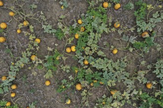 Aerial view, pumpkin field with ripe pumpkins, Weinviertel, Hadres, Lower Austria, Austria, Europe