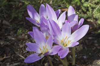 Autumn crocus (Colchicum speciosum), Emsland, Lower Saxony, Germany, Europe