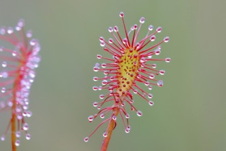 Oblong-leaved sundew (Drosera intermedia), close-up, Aschendorfer Obermoor nature reserve, Wildes