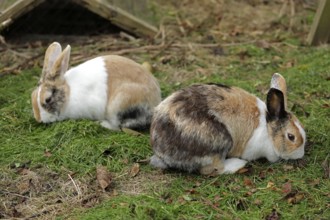 Two Dutch rabbits sitting next to each other, Kiel, Schleswig-Holstein, Germany, Europe