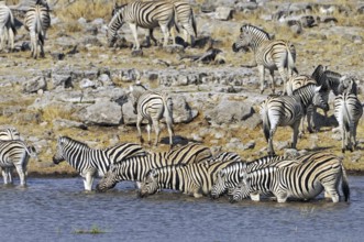 Burchell's Zebra (Equus quagga burchellii) herd drinking at waterhole, Etosha National Park,