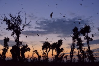 Straw-coloured Fruit Bats (Eidolon helvum), in flight at first light, Kasanka National Park,