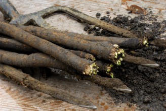 Black salsify (Scorzonera hispanica) , winter asparagus