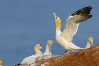 Gannets, Helgoland, Schleswig-Holstein, Germany, Europe