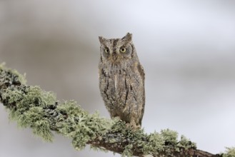 European scops owl (Otus scops), adult, on branch alert, in winter, snow, alertness, Bohemian