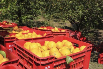 Orange trees and boxes of picked oranges, harvest time, Sicily, Italy, Europe