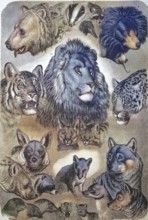 Carnivores, carnivorous predators, portraits of the various carnivores, felines, bears and canines,