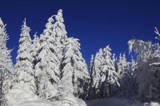 Winter landscape in the Fichtelgebirge, Bayreuth district, Upper Franconia, Bavaria, Germany,