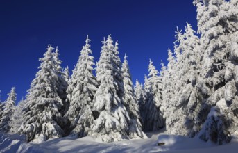 Winter landscape in the Fichtelgebirge, Bayreuth district, Upper Franconia, Bavaria, Germany,