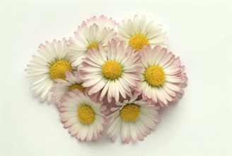 Common daisy (Bellis perennis), medicinal plant, naturopathy classifies the daisy among other