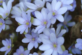 Liverwort (Hepatica triloba) (Hepatica nobilis) (Anemone hepatica), synonyma, common liverwort,