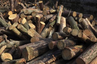 Firewood, logs, sawn into metre pieces