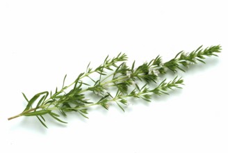 Summer savory (Satureja hortensis), also garden savory, true savory, pepperwort, family of the