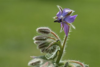 Flower of borage (Borago officinalis), also boretsch, borage, family of the broad-leaved plants,