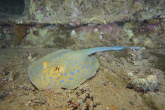 Bluespotted ribbontail ray (Taeniura lymma) on the deck of the wreck, Thistlegorm wreck dive site,