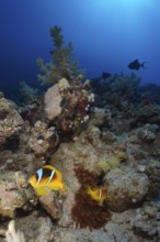 Pair of red sea clownfish (Amphiprion bicinctus) at its fluorescent bubble-tip anemone (Entacmaea