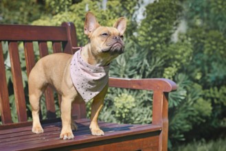 Red fawn French Bulldog with pink neckerchief standing on bench