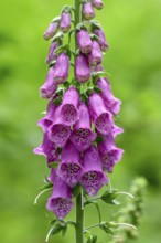 Foxglove Common foxglove (Digitalis purpurea), poisonous, Sasbachwalden, Black Forest,