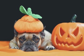 Cute French Bulldog dog with Halloween costume pumpkin hat lying down in front of black background