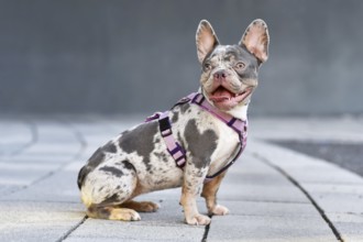 Sitting merle tan French Bulldog dog in front of gray wall