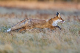 Red Fox (Vulpes vulpes), running in meadow at autumn