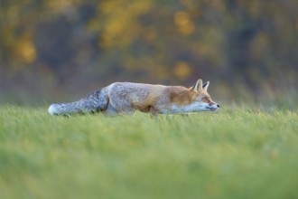 Red Fox (vulpes vulpes), running in meadow at autumn