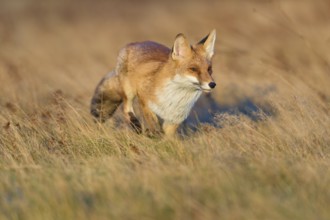 Red Fox (Vulpes vulpes), in meadow at autumn