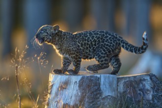 Indian leopard (Panthera pardus fusca), young animal on tree trunk in forest