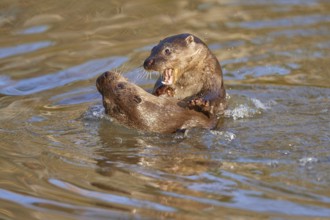 European Otter (Lutra lutra), two animals play and fight in pond, captive