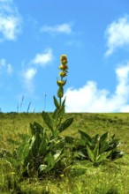 Gentian flower (Gentiana lutea), Auvergne Volcanoes Park. Puy de Dome. Auvergne Rhone Alpes. France