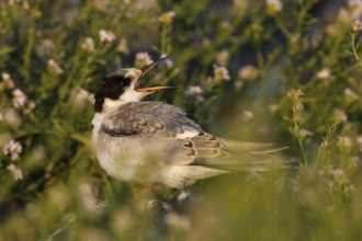 Common Tern (Sterna hirundo), immature animal, juvenile animal on a stone begging for food, Lower