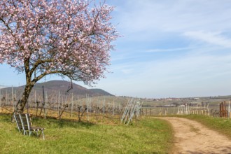 Flowering almond tree, almond tree blossom, Birkweiler, German or Southern Wine Route, Southern