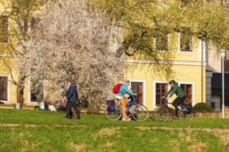 Spring on the Königsufer in Dresden