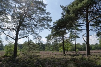 Heath blossom in the Schwindebeck Heath in the Lüneburg Heath nature reserve. Schwindebeck, Lower